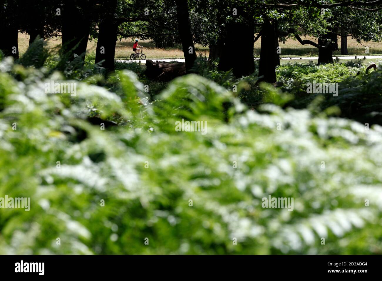 Guardando attraverso Two Storm Wood verso un ciclista su Sawyer's Hill, Richmond Park, Londra, Regno Unito Foto Stock