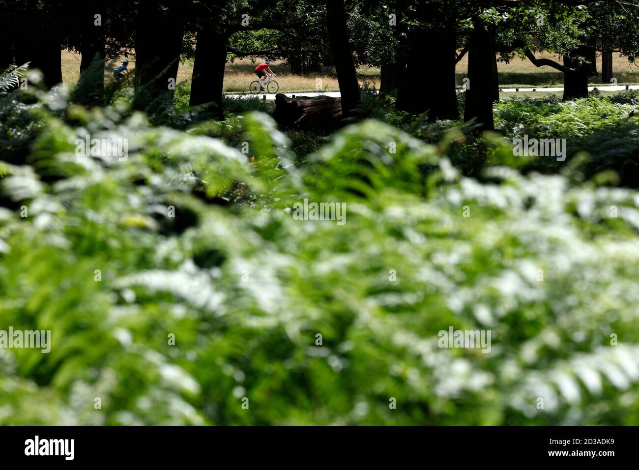 Guardando attraverso Two Storm Wood verso un ciclista su Sawyer's Hill, Richmond Park, Londra, Regno Unito Foto Stock