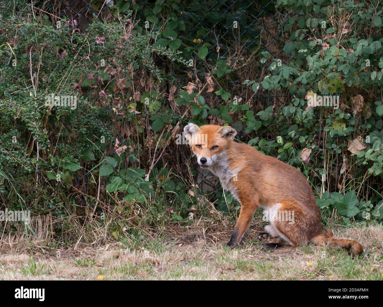 Red Fox, Vulpes vulpes, singolo vecchio maschio adulto, riposante in giardino urbano durante il giorno. Lea Valley, Essex, Regno Unito. Foto Stock