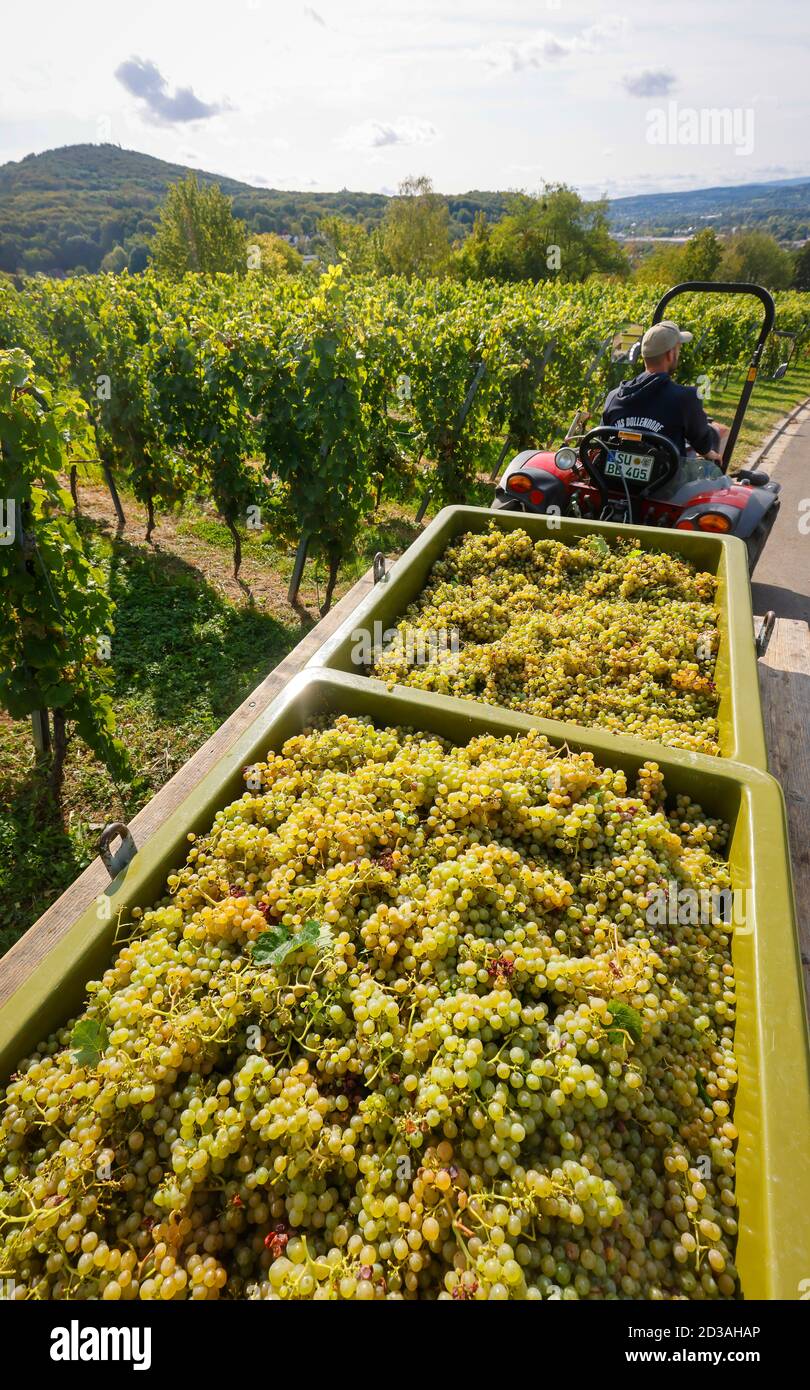 Koenigswinter, Renania Settentrionale-Vestfalia, Germania - vendemmia nel vigneto. Foto Stock
