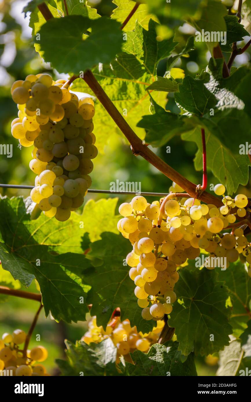 Koenigswinter, Renania Settentrionale-Vestfalia, Germania - uve Riesling sulla vite nel vigneto. Foto Stock