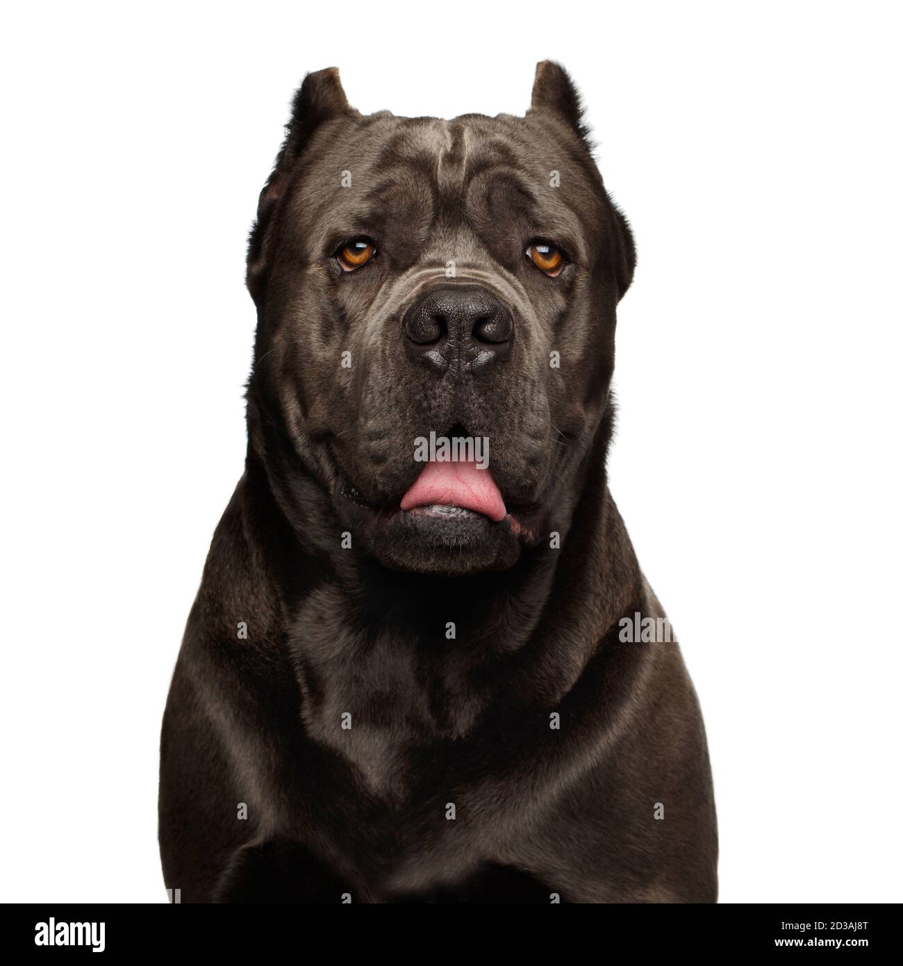 Ritratto di Brown cane corso Dog, Studio girato su sfondo bianco isolato Foto Stock