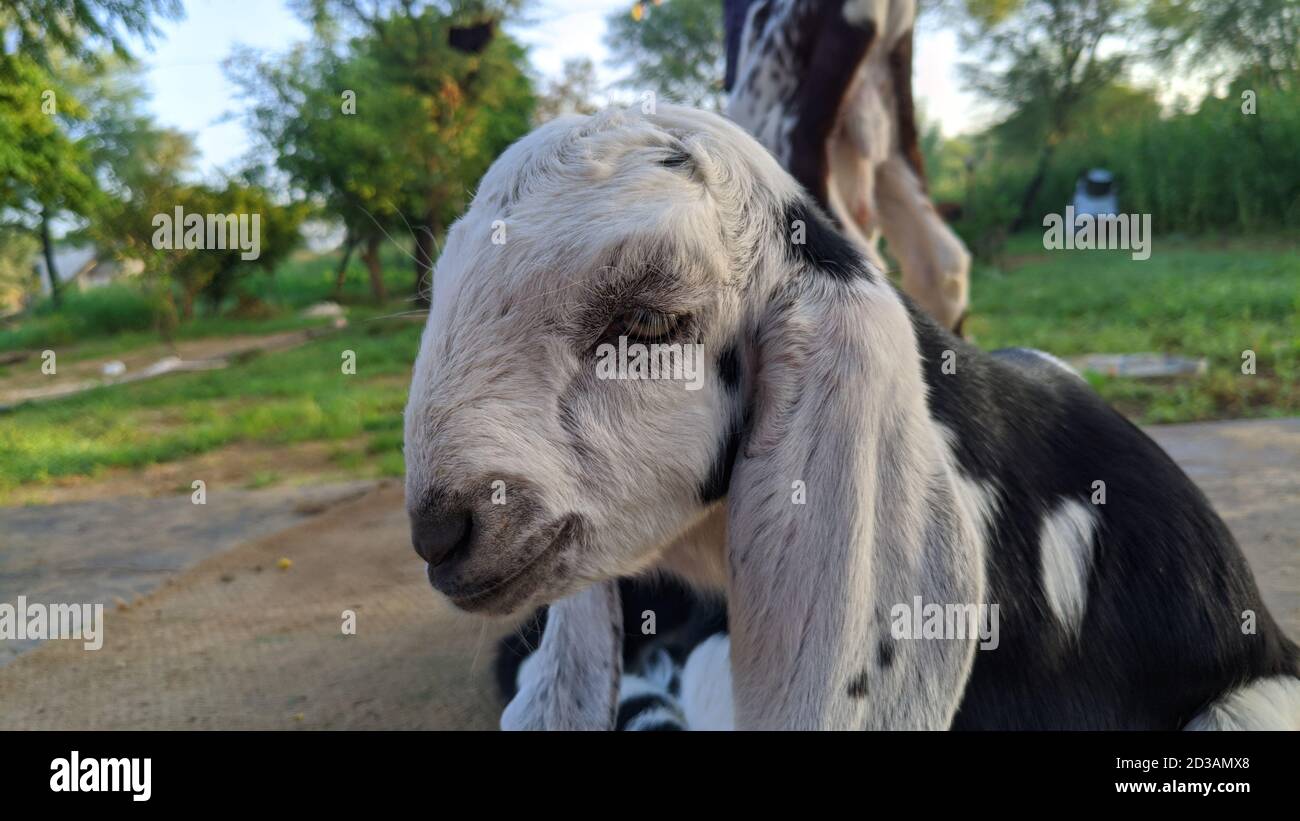 Lenza di capra di colore bianco con macchie nere che si siedono senza paura in un terreno agricolo. Foto Stock