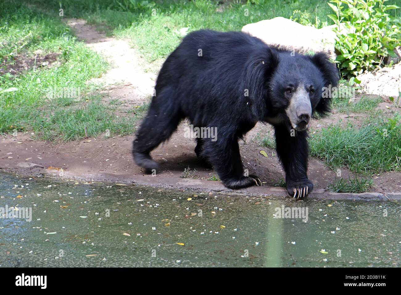 Un orso nero nel suo ambiente naturale Foto Stock