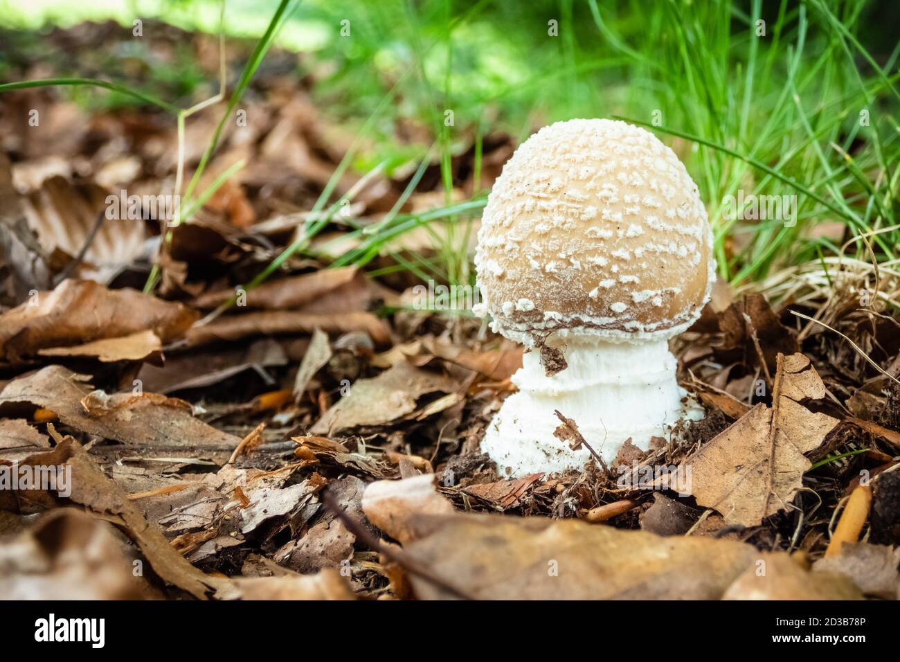 Primo piano di una piccola amanita pantherina in natura. Testa Panther falso blusher fungo velenoso. Foto Stock