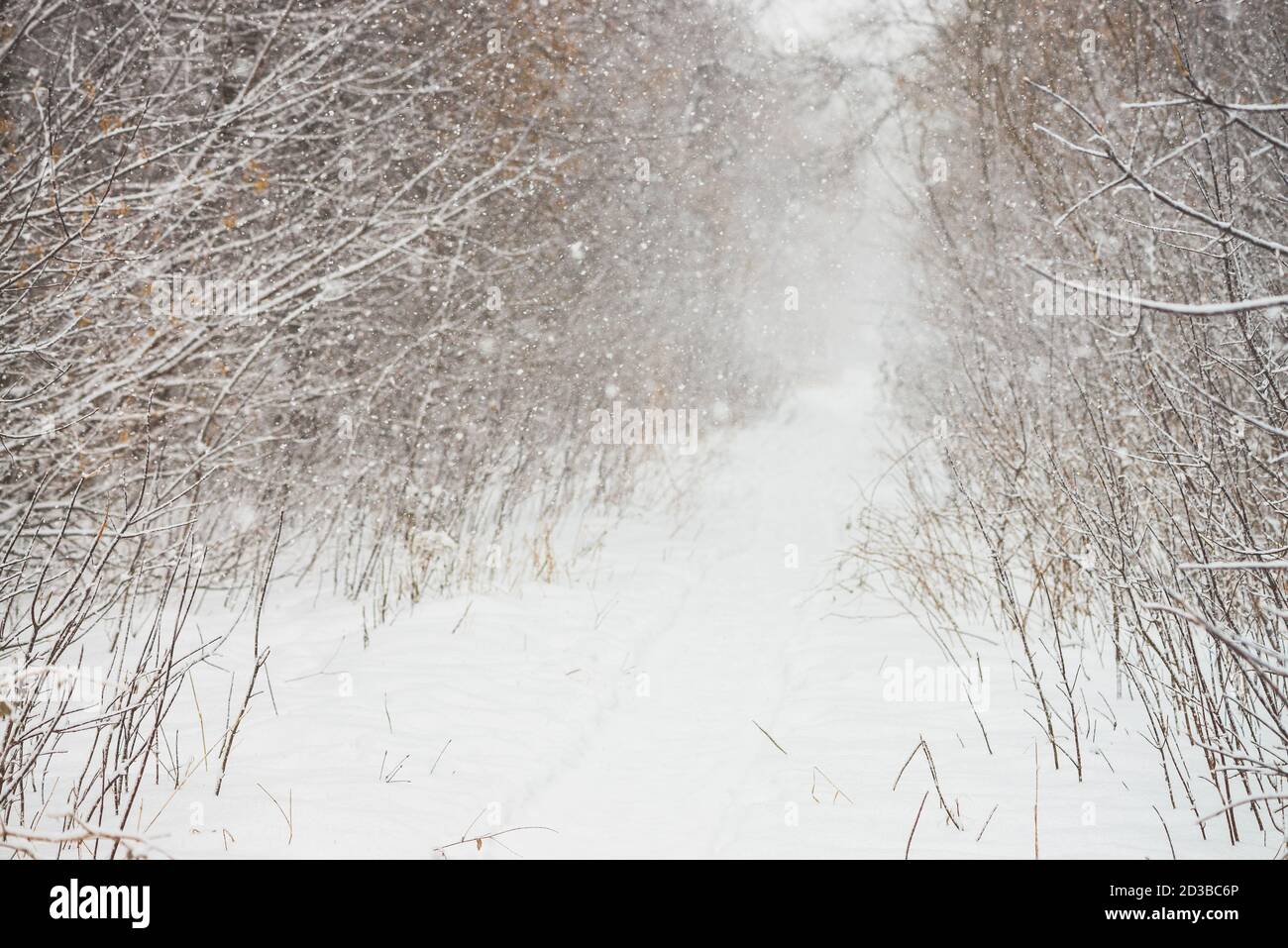 Tunnel innevato tra rami di alberi in parkland da vicino. Fondo bianco nevoso con vicolo in boschetto. Percorso tra alberi invernali con brina durante la neve Foto Stock