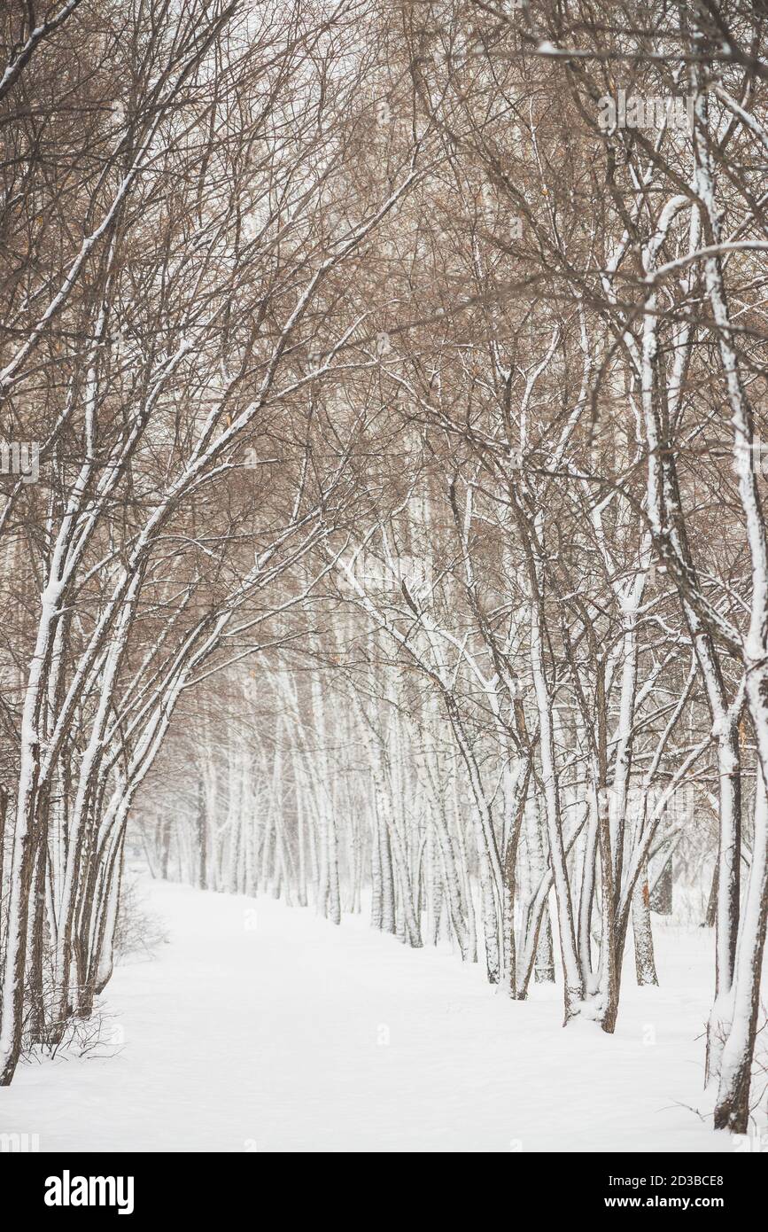 Tunnel innevato tra rami di alberi in parkland da vicino. Fondo bianco nevoso con vicolo in boschetto. Percorso tra alberi invernali con brina durante la neve Foto Stock