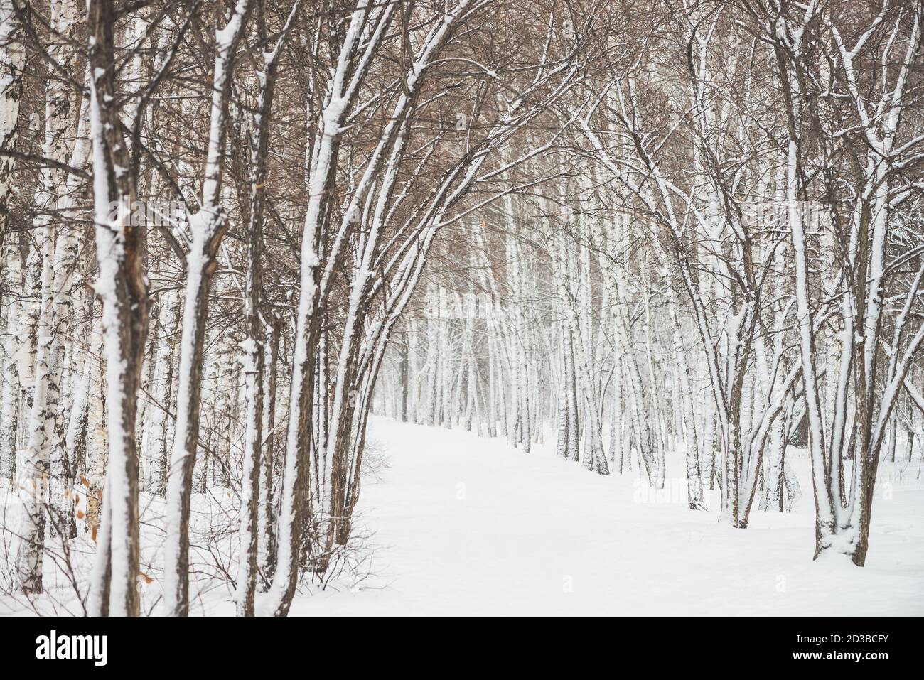 Tunnel innevato tra rami di alberi in parkland da vicino. Fondo bianco nevoso con vicolo in boschetto. Percorso tra alberi invernali con brina durante la neve Foto Stock