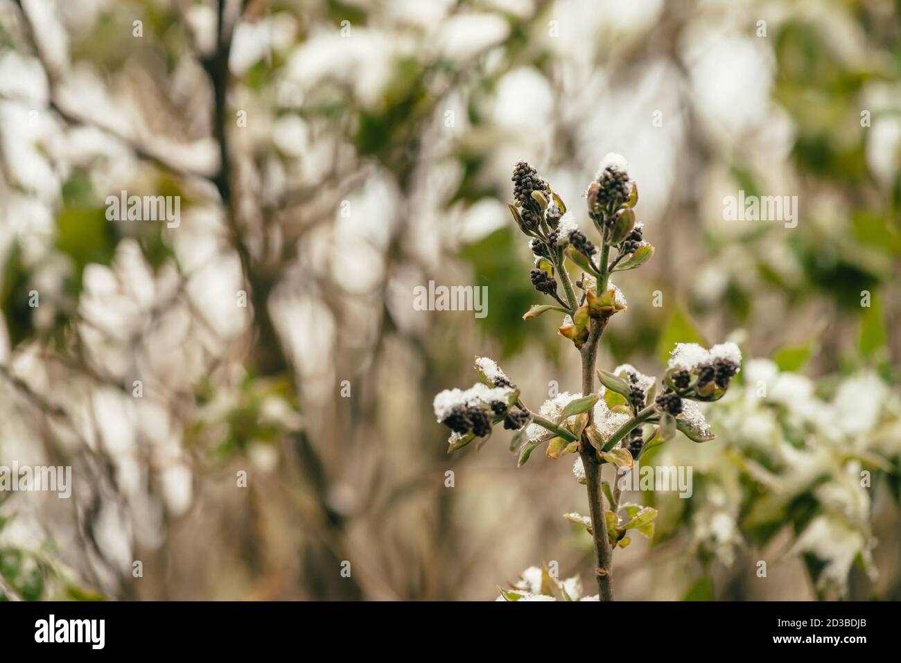 Il cespuglio innevato con le gemme di lilla comincia a fiorire in primo piano di primavera. Albero di syringa con ghiaccio e neve sui rami. Condizioni atmosferiche anomale in primavera Foto Stock