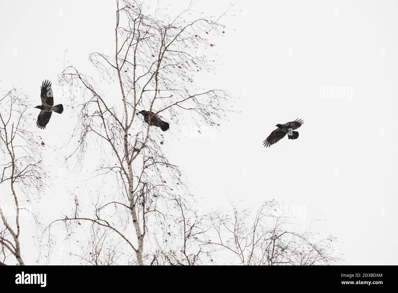 Tre corvi neri volano sopra gli alberi a caccia. Paesaggio suggestivo con corvi scuri in cielo grigio con spazio copia. Alata di animali selvatici di volo di ci Foto Stock