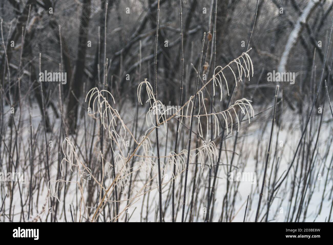 Rami congelati nel parco. Sfondo bianco nevoso in boschetto. Alberi e cespugli invernali con brina. Piante con neve in primo piano. Foresta atmosferica la Foto Stock