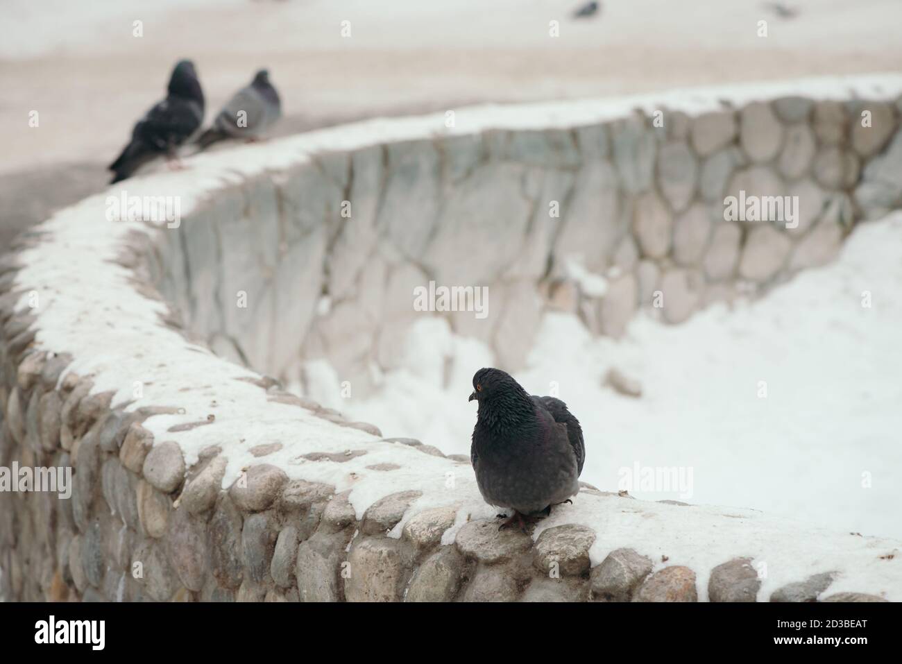 Piccione grigio su recinzione rotonda nel parco in inverno su sfondo altri piccioni. Foto Stock