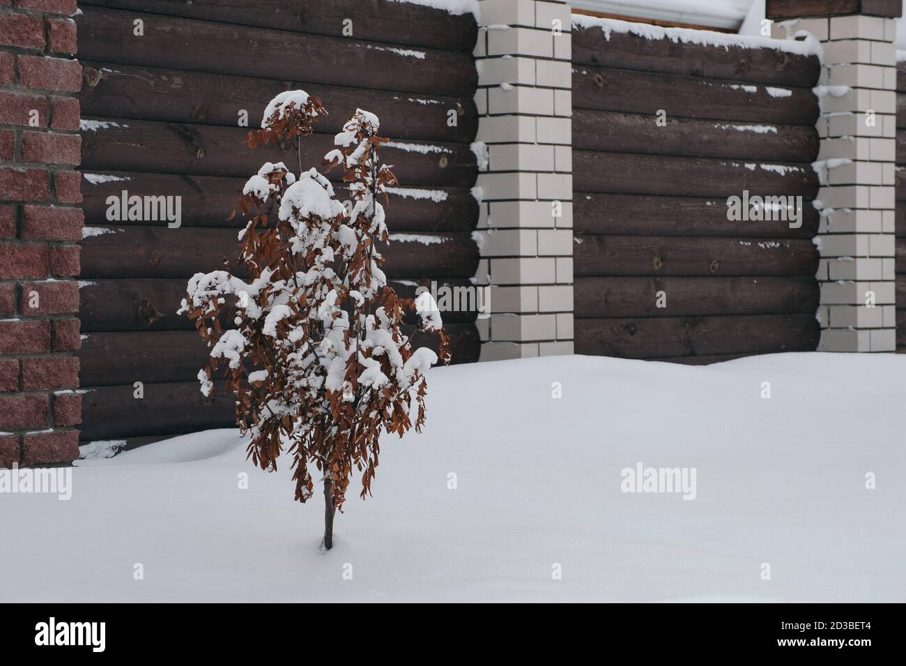 Rowan nella neve vicino alla recinzione. Albero coperto di neve. Foto Stock