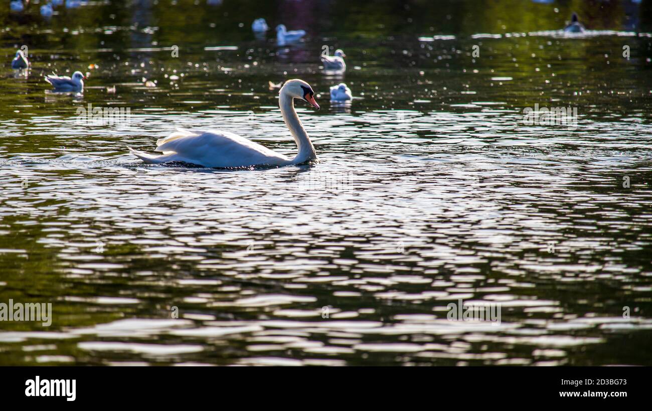 Cigni in un parco inglese a Wolverhampton Foto Stock