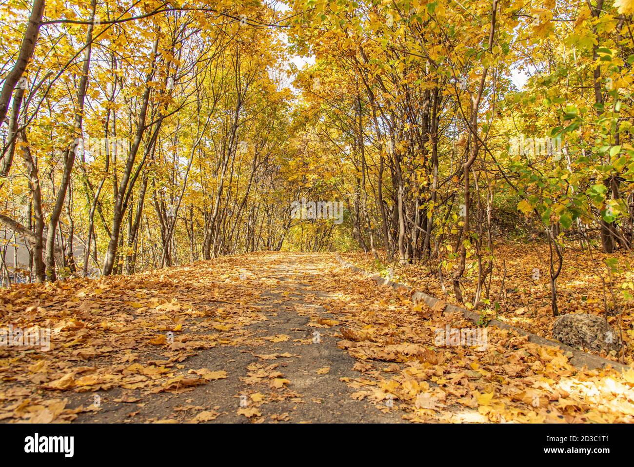 Paesaggio autunnale. Il sentiero è disseminato di foglie secche nella foresta. Foto Stock