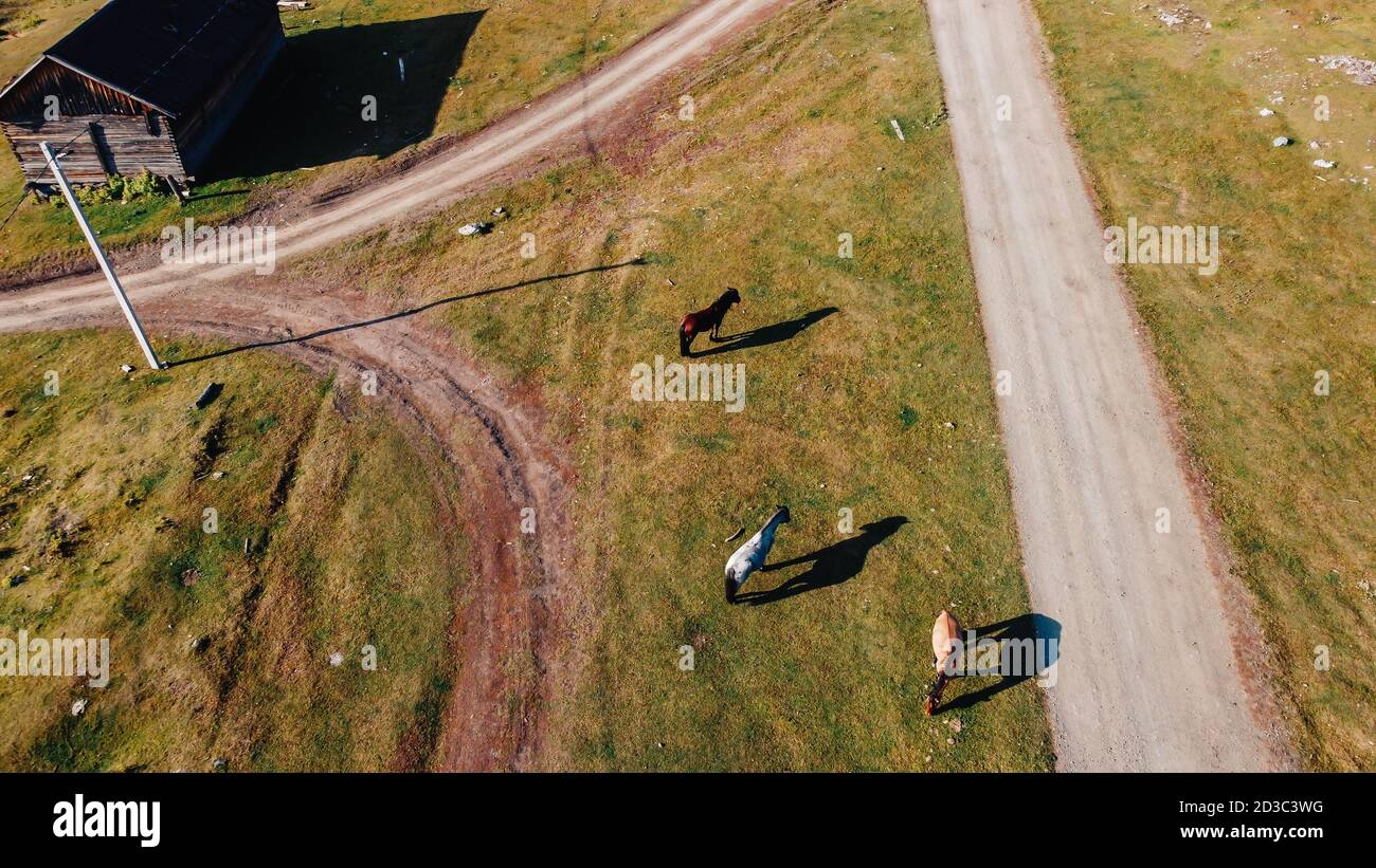 Bei cavalli in una fattoria in estate, vista dall'alto. Foto dal drone Foto Stock