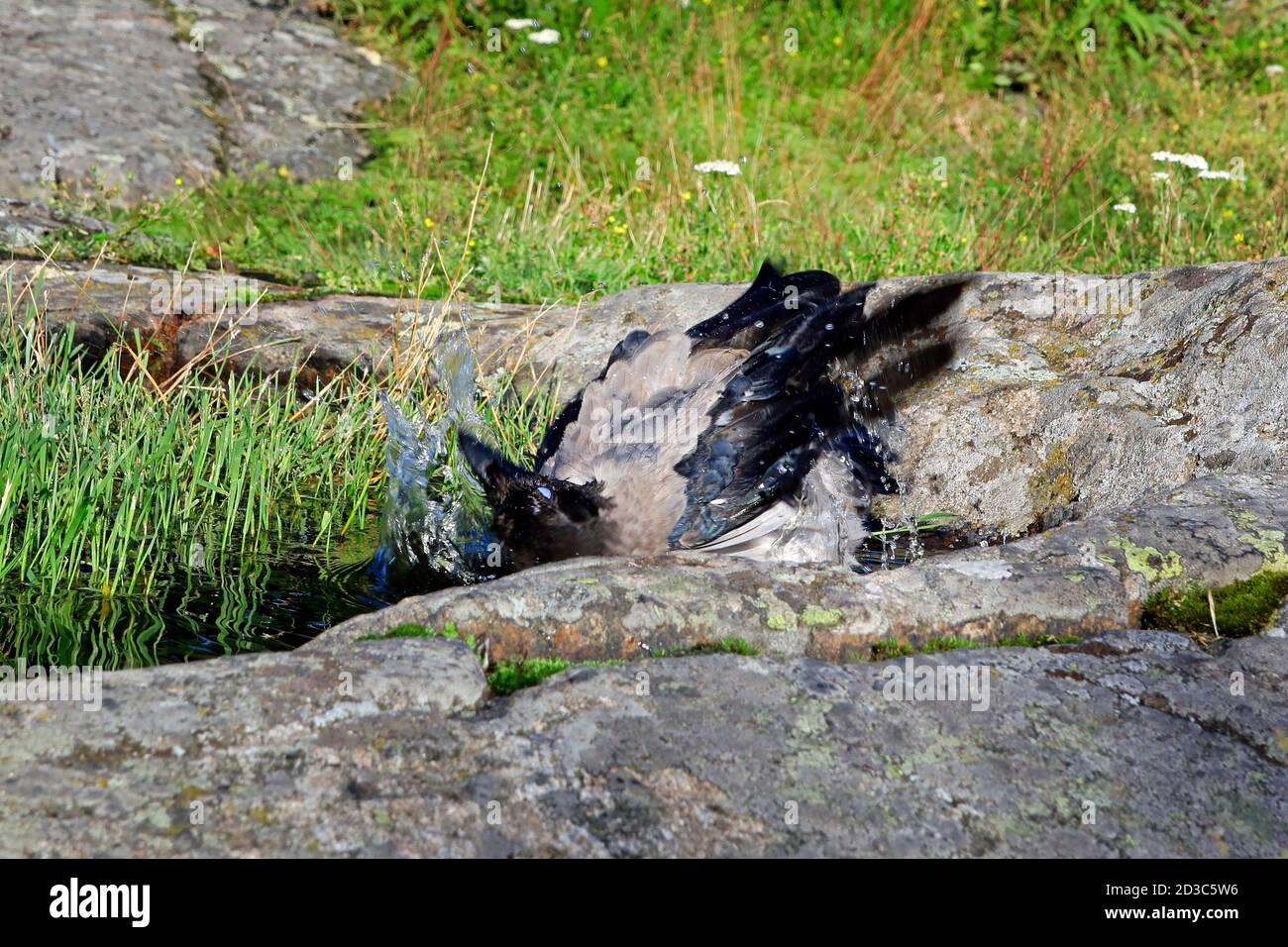 Giovane corvo Hooded, corvus cornix facendo un bagno in una piscina di acqua piovana raccolto su una roccia in ambiente naturale. Foto Stock