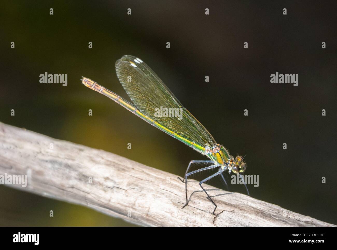 scena mozzafiato con libellula seduta su un ramo in suo habitat naturale Foto Stock