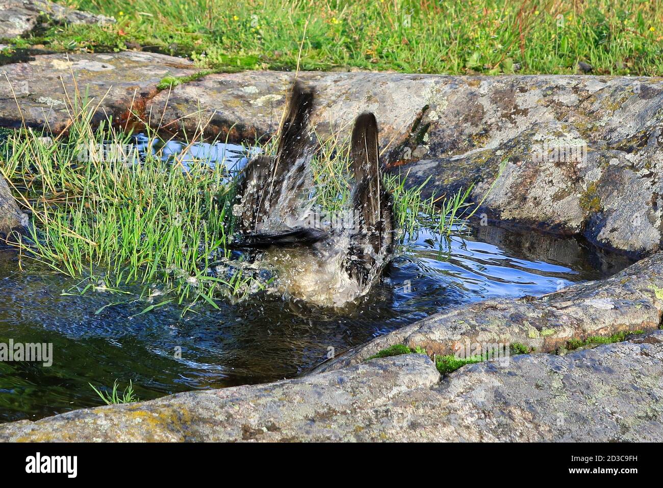L'acqua schizzerà quando il giovane corvo Hooded, Corvus cornix sta bagnando in pozze di acqua piovana su una roccia in ambiente naturale. Foto Stock