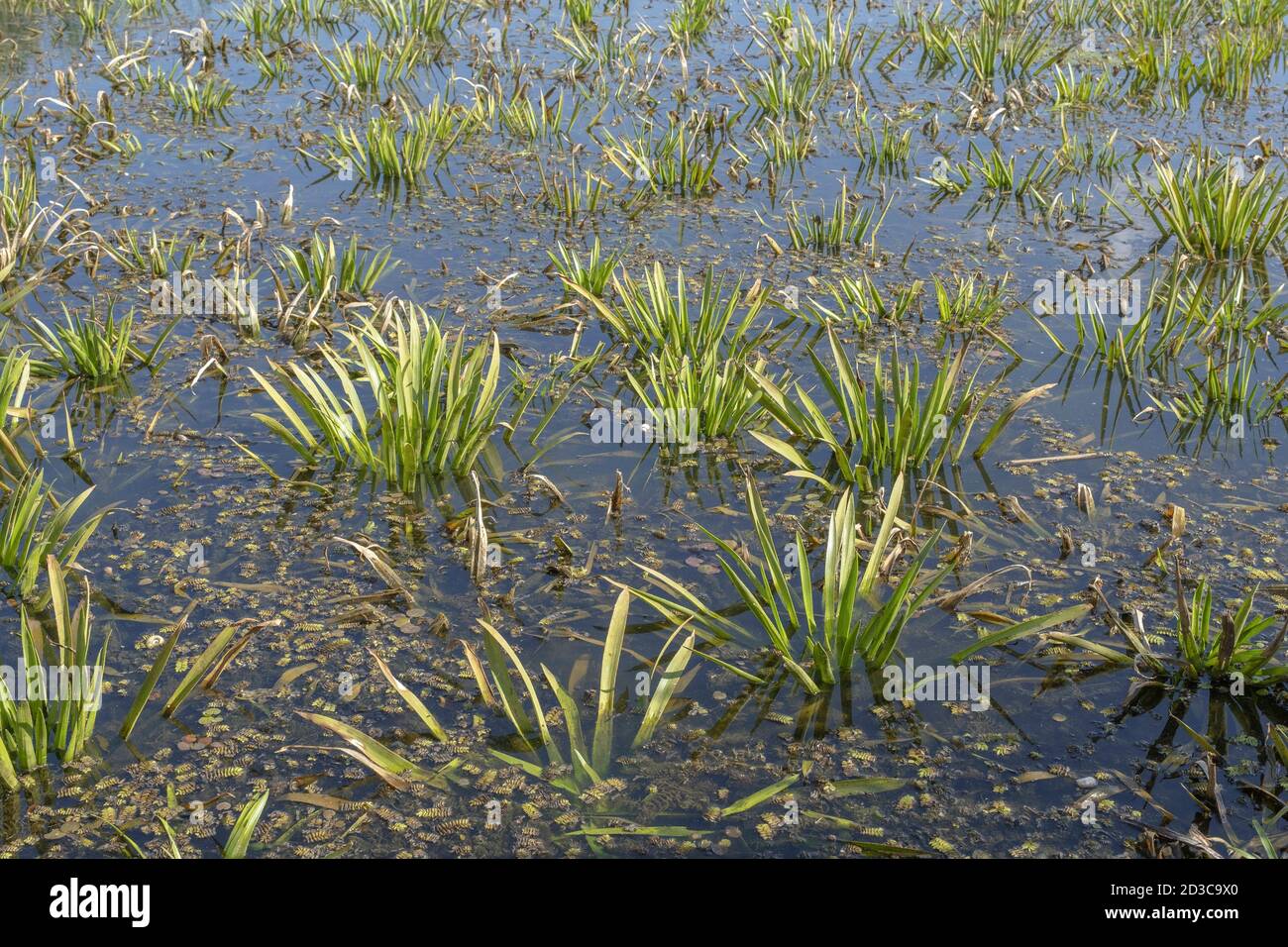 Acqua-soldato di piante acquatiche o ananas d'acqua (Statiotes aloides) Foto Stock