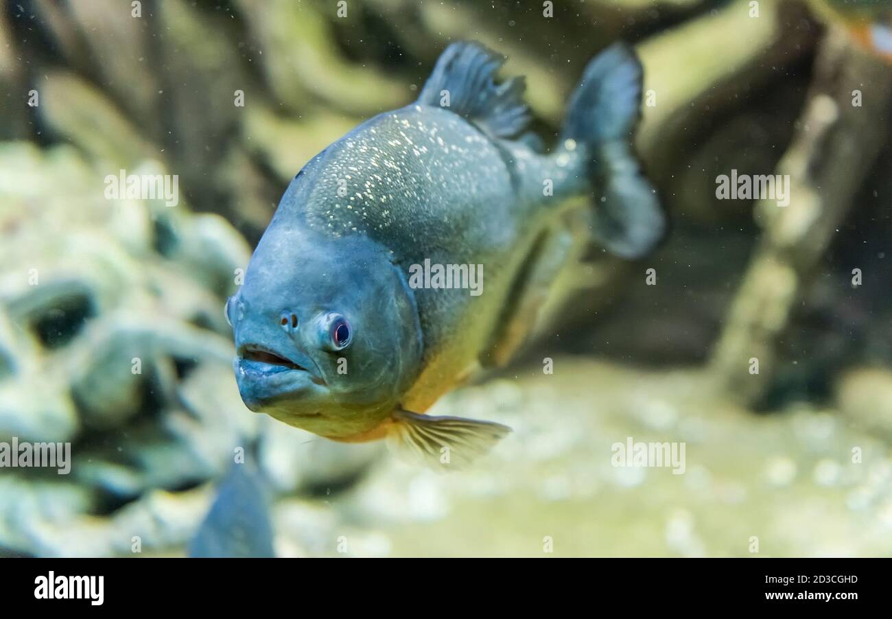 Eating piranha immagini e fotografie stock ad alta risoluzione - Alamy