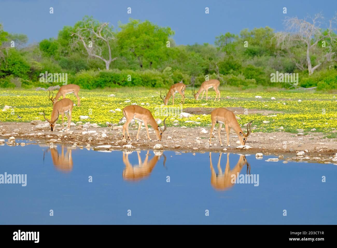 Impala a faccia nera, Aepyceros melampus petersi, luminoso quadro colorato degli animali che pascolano sul prato in fiore. Parco Nazionale di Etosha, Namibia. Foto Stock