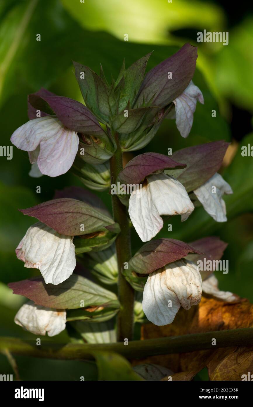Questo alto grumo che forma le punte del fiore è le braghe dell'orso, un membro della famiglia di Acanthus. Originariamente introdotto dalle regioni mediterranee Foto Stock