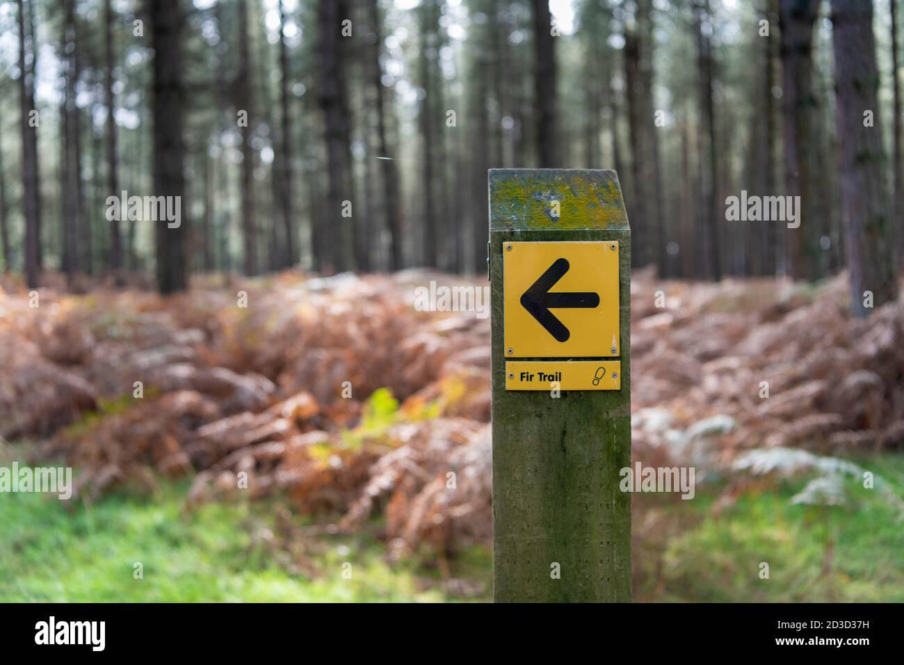 Indicazioni stradali per il Fir Trail, una passeggiata attraverso la foresta di Thetford presso il centro di High Lodge Norfolk UK Foto Stock