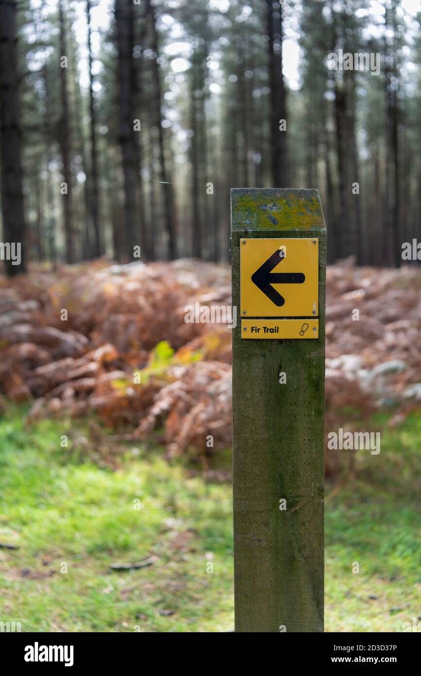 Indicazioni stradali per il Fir Trail, una passeggiata attraverso la foresta di Thetford presso il centro di High Lodge Norfolk UK Foto Stock