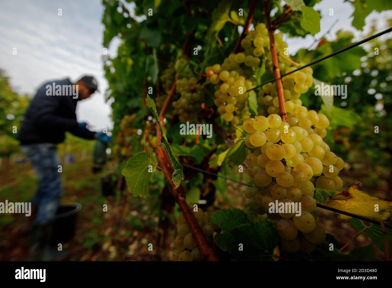 Vendemmia Chardonnay presso l'azienda vinicola Hambledon Vineyard and Winery, Hampshire, Regno Unito mercoledì 7 ottobre 2020. Hambledon ha 100,00 viti stabilite situate o Foto Stock