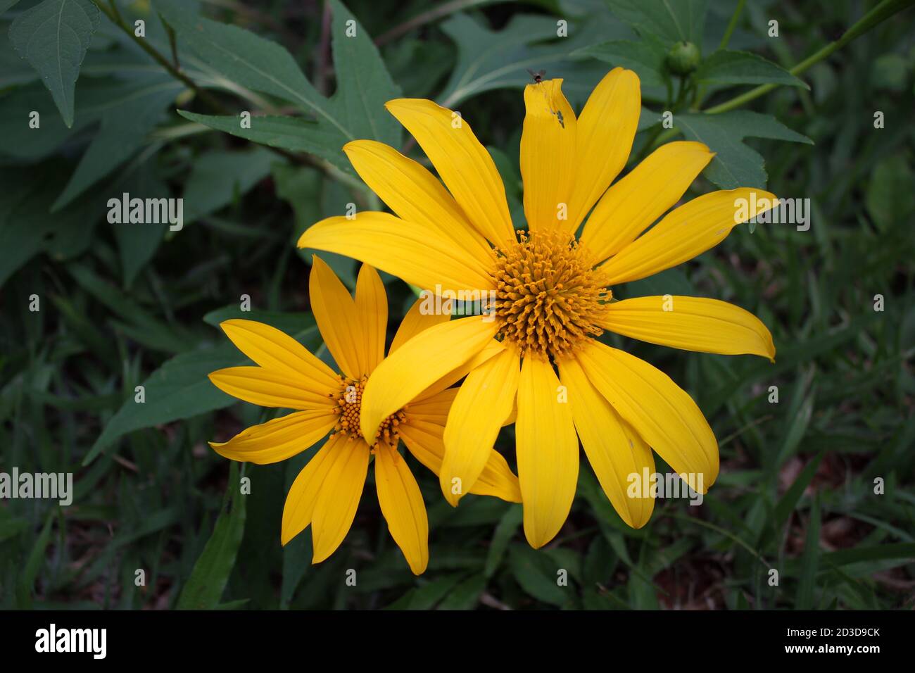 I fiori gialli si levano in piedi fuori dalle foglie verdi e una piccola zanzara era su uno dei petali del fiore più grande. Foto Stock