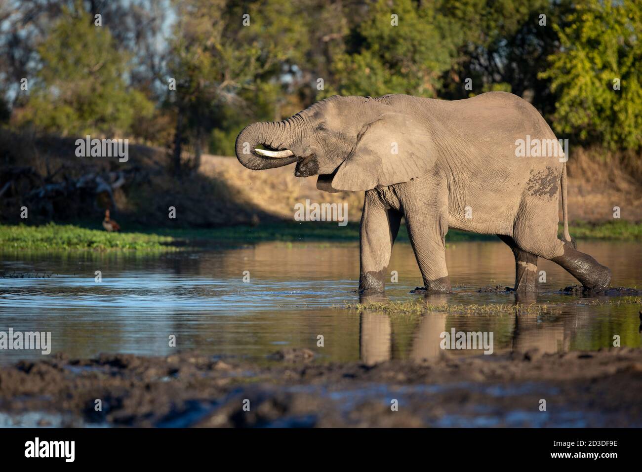Un elefante, Loxodonta africana, si trova in un buco d'acqua e bevande, tronco a bocca, profilo laterale Foto Stock
