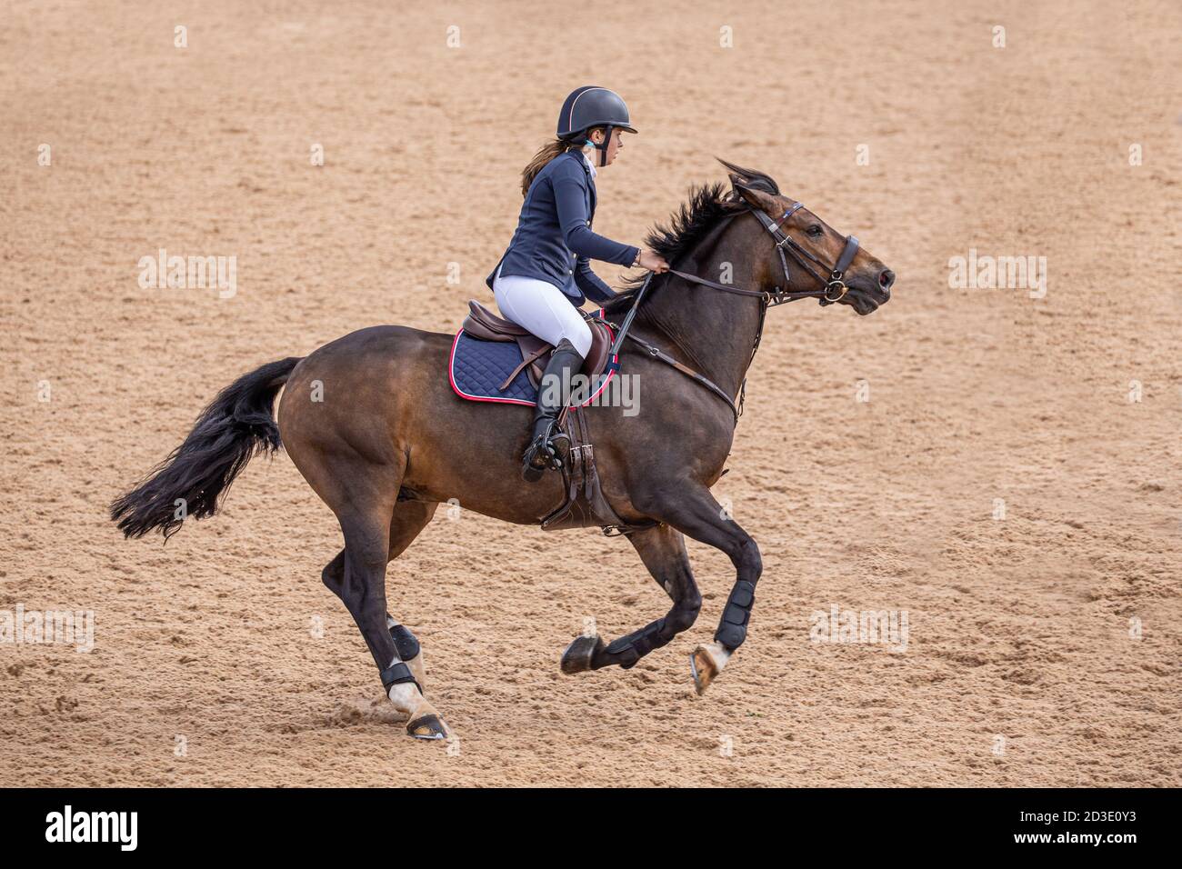 Un cavallo che salta in mostra in galoppo con una giovane donna equestre rider che pratica il suo sport in un'arena di showjumping Foto Stock
