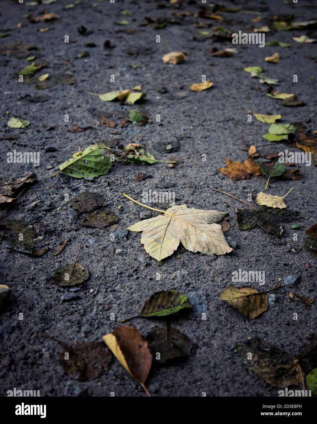 Foglie di autunno sul terreno Foto Stock