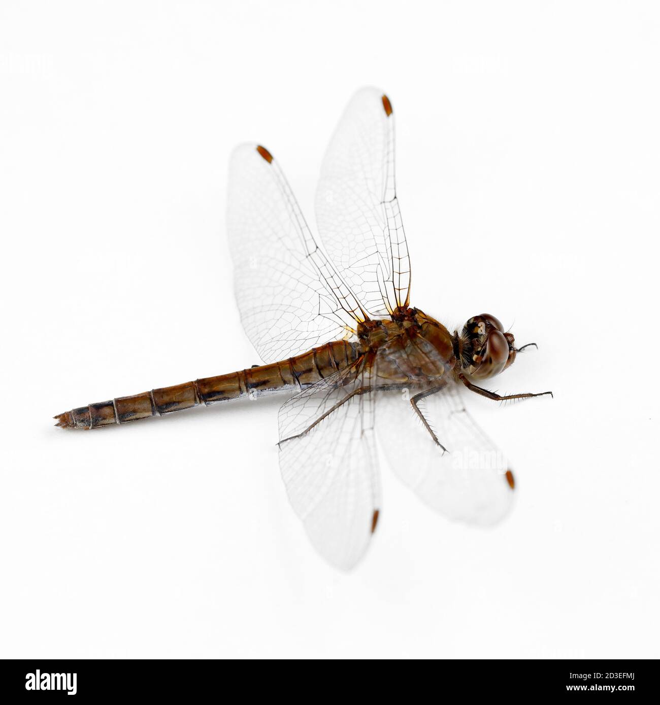 Una libellula isolata Foto Stock