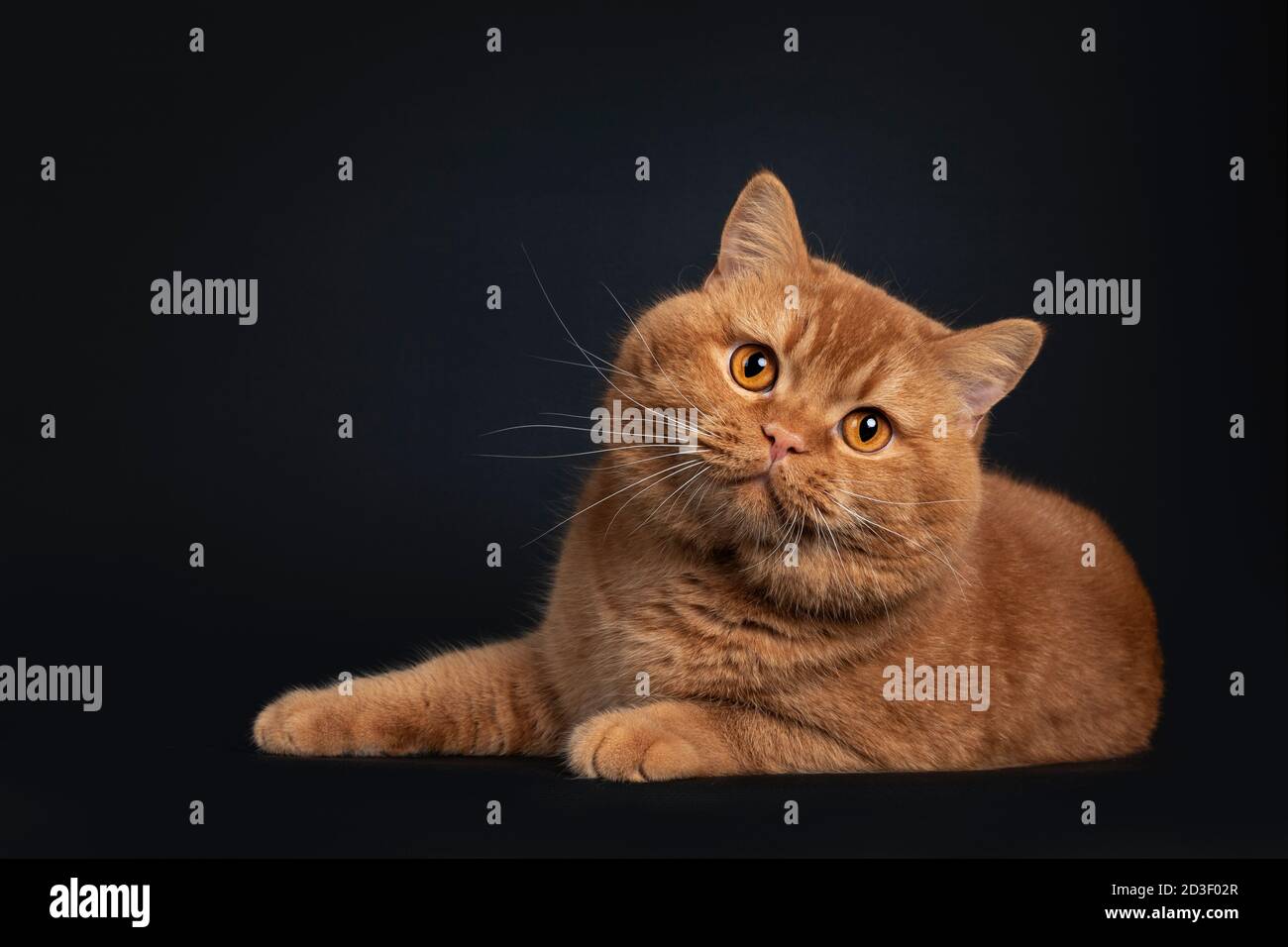 Bel gatto britannico Shorthair rosso solido adulto, che si stese di fronte. Guardando verso la fotocamera con gli occhi arancioni. Isolato su sfondo nero. Foto Stock Bel gatto britannico Shorthair rosso solido adulto, che si stese di fronte. Guardando verso la fotocamera con gli occhi arancioni. Isolato su sfondo nero. Foto Stock