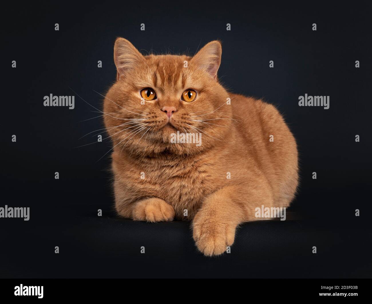 Bel gatto britannico Shorthair rosso solido adulto, che si stese di fronte. Guardando verso la fotocamera con gli occhi arancioni. Isolato su sfondo nero. Foto Stock Bel gatto britannico Shorthair rosso solido adulto, che si stese di fronte. Guardando verso la fotocamera con gli occhi arancioni. Isolato su sfondo nero. Foto Stock