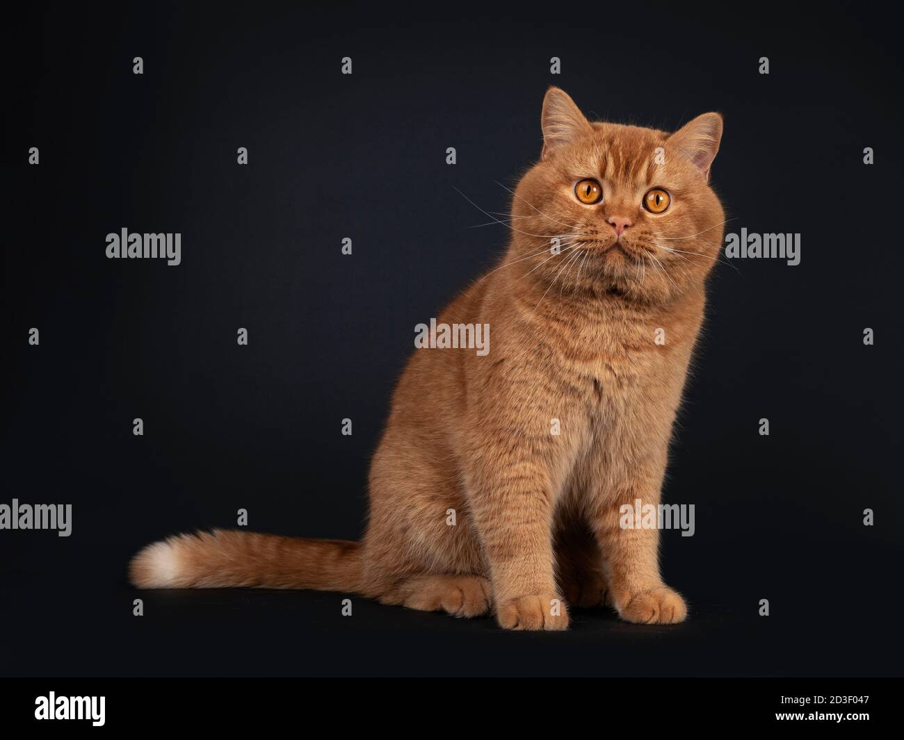 Bello adulto solido rosso britannico Shorthair gatto, seduto su strade laterali. Guardando verso la fotocamera con gli occhi arancioni. Isolato su sfondo nero. Foto Stock Bello adulto solido rosso britannico Shorthair gatto, seduto su strade laterali. Guardando verso la fotocamera con gli occhi arancioni. Isolato su sfondo nero. Foto Stock