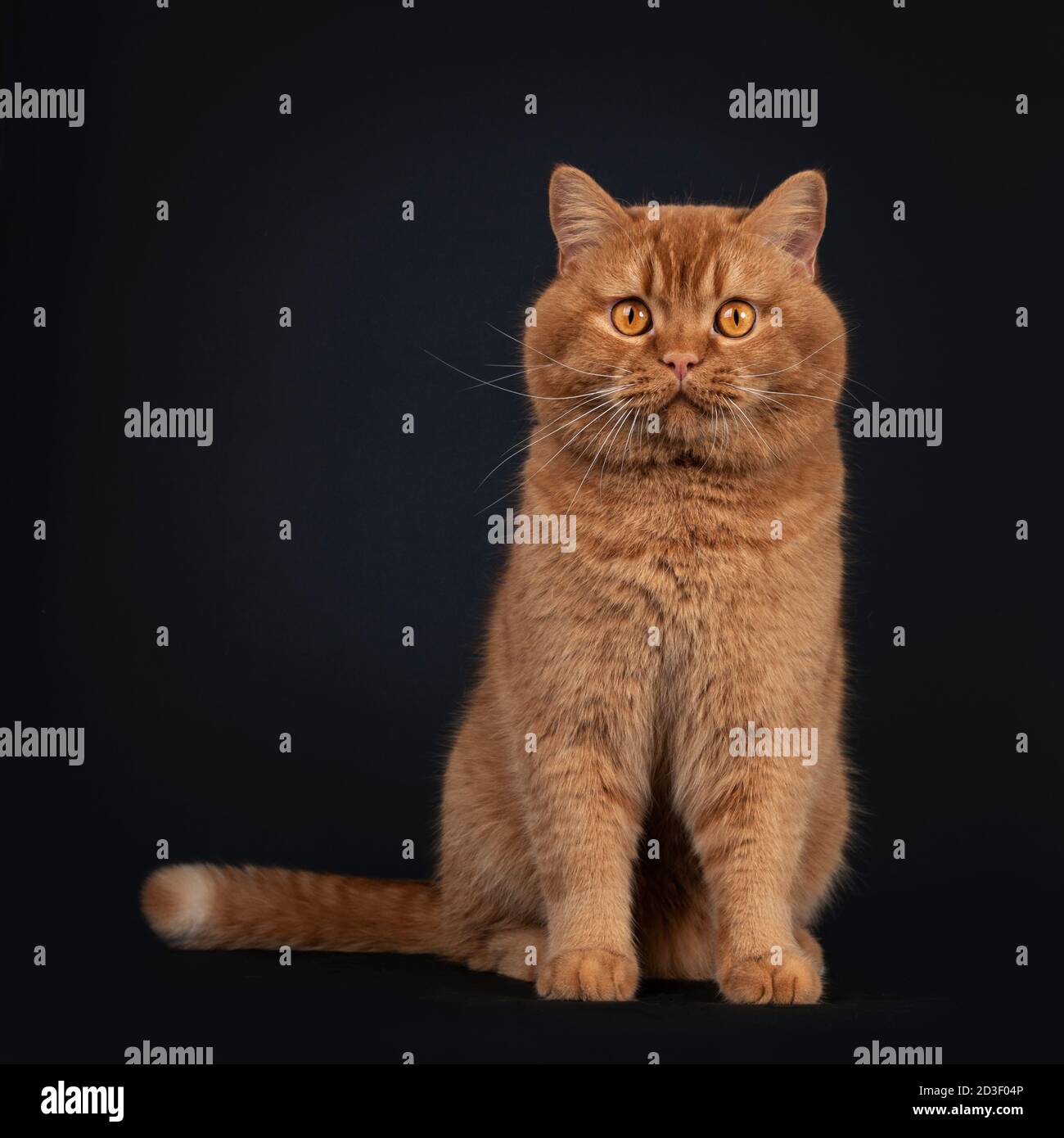 Bel gatto britannico Shorthair rosso solido adulto, seduto di fronte. Guardando verso la fotocamera con gli occhi arancioni. Isolato su sfondo nero. Foto Stock Bel gatto britannico Shorthair rosso solido adulto, seduto di fronte. Guardando verso la fotocamera con gli occhi arancioni. Isolato su sfondo nero. Foto Stock