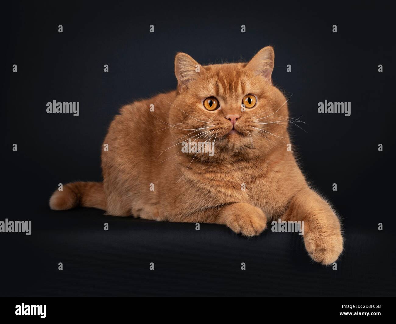 Bel gatto britannico Shorthair rosso solido adulto, che si stese lungo le vie laterali. Guardando verso la fotocamera con gli occhi arancioni. Isolato su sfondo nero. Foto Stock Bel gatto britannico Shorthair rosso solido adulto, che si stese lungo le vie laterali. Guardando verso la fotocamera con gli occhi arancioni. Isolato su sfondo nero. Foto Stock