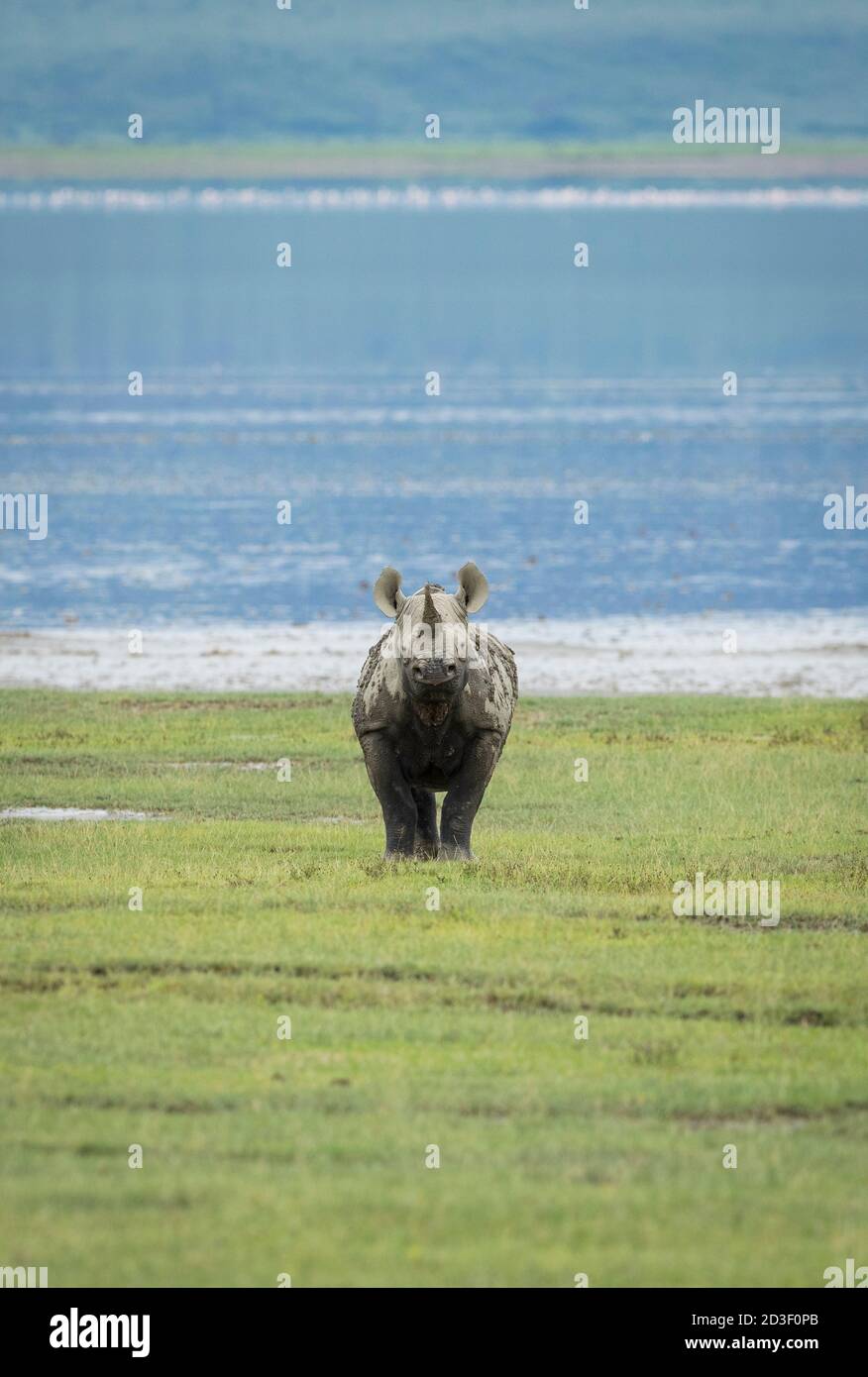 Ritratto verticale di un rinoceronte nero adulto in piedi sul verde Erba con acqua sullo sfondo nel cratere di Ngorongoro in Tanzania Foto Stock