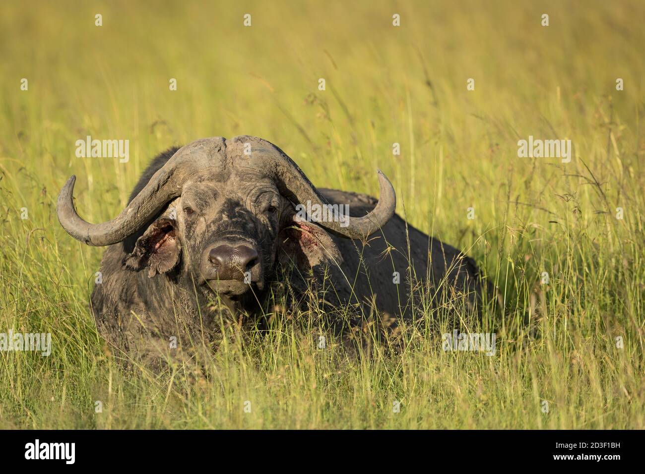 Bufalo adulto sdraiato in erba alta al sole di pomeriggio in Masai Mara in Kenya Foto Stock Bufalo adulto sdraiato in erba alta al sole di pomeriggio in Masai Mara in Kenya Foto Stock