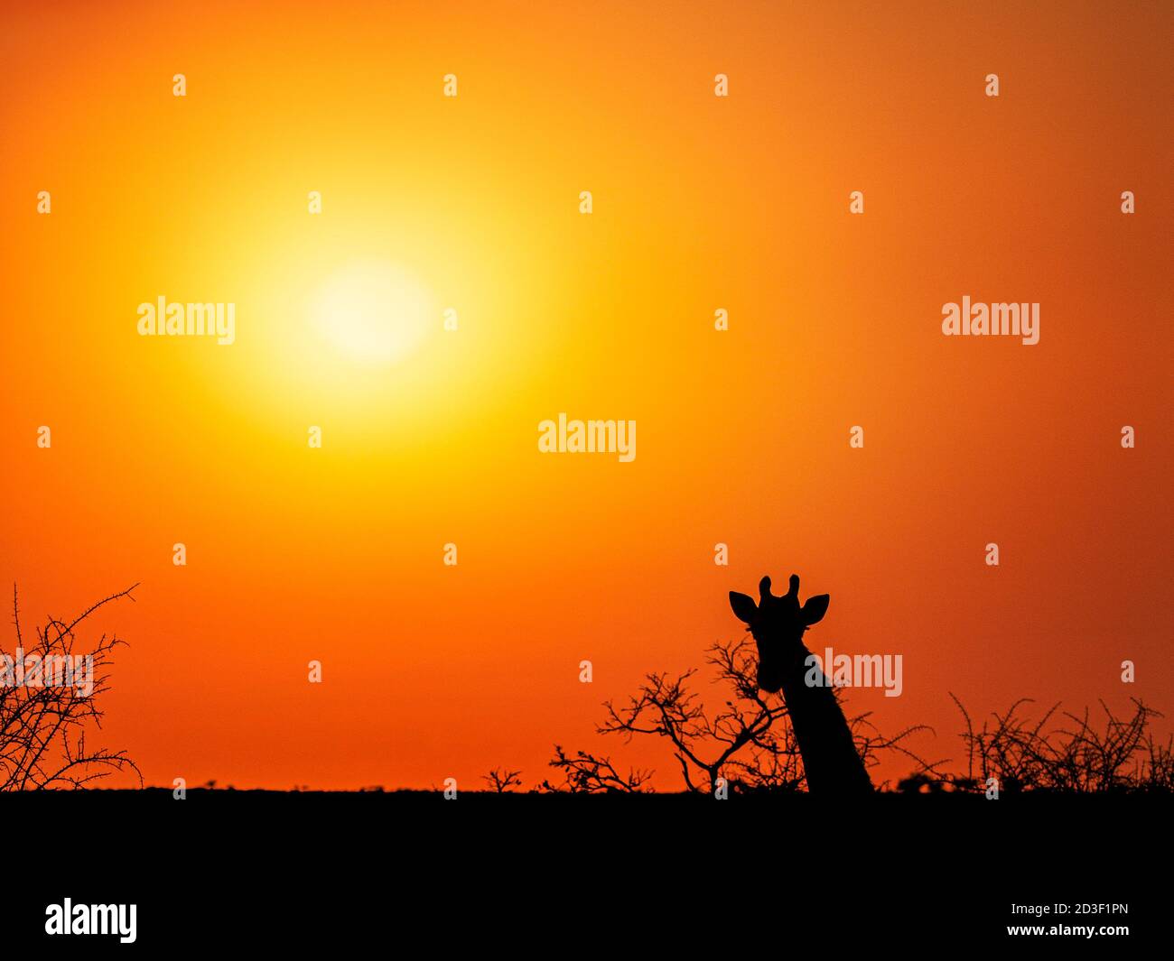 Tramonto arancione nel paesaggio sudafricano con silhouette di giraffa guardando verso la fotocamera e alcuni rami Foto Stock