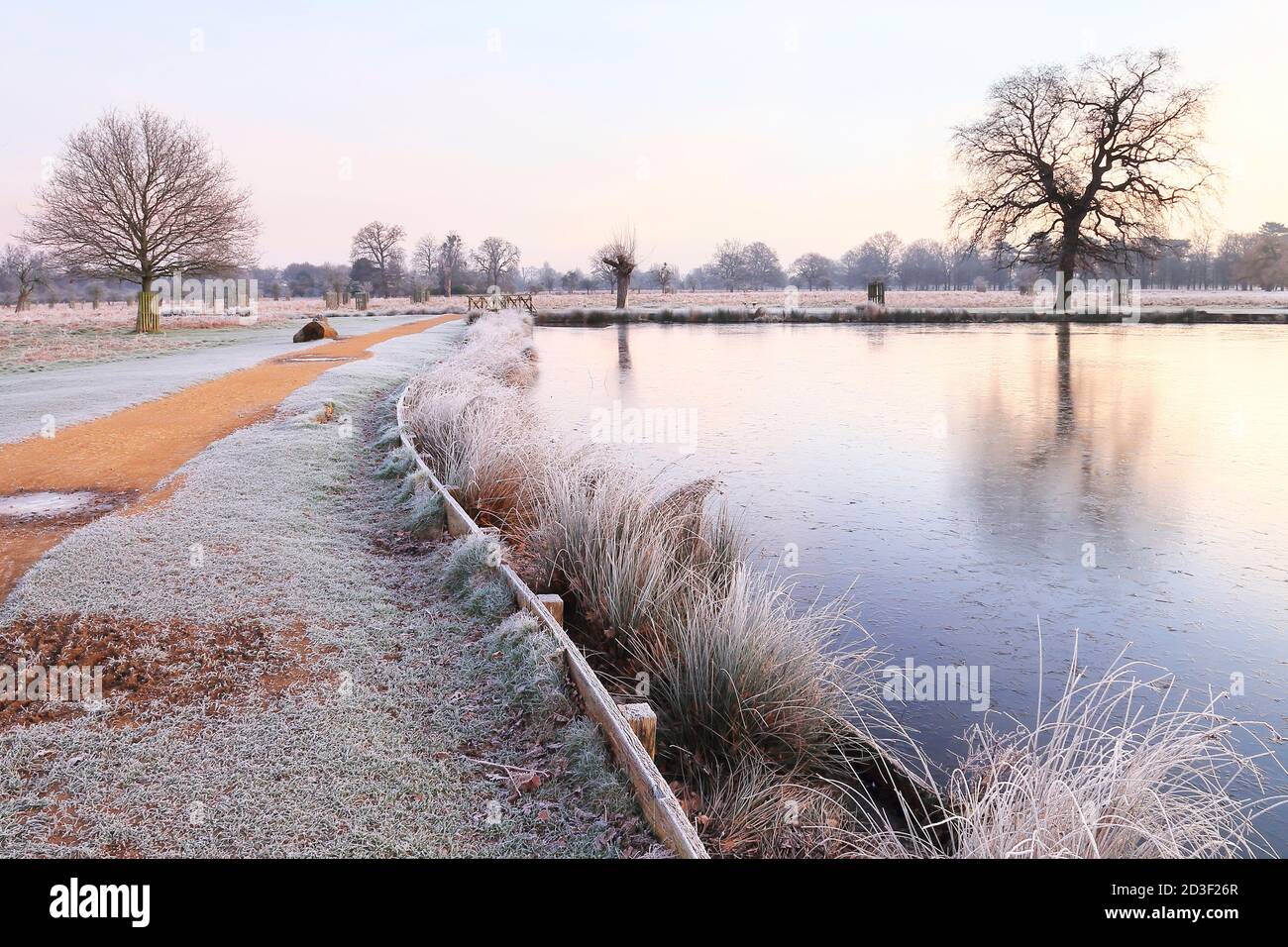 Heron Pond la mattina d'inverno, Bushy Park, Londra, Inghilterra, Regno Unito, Europa Foto Stock