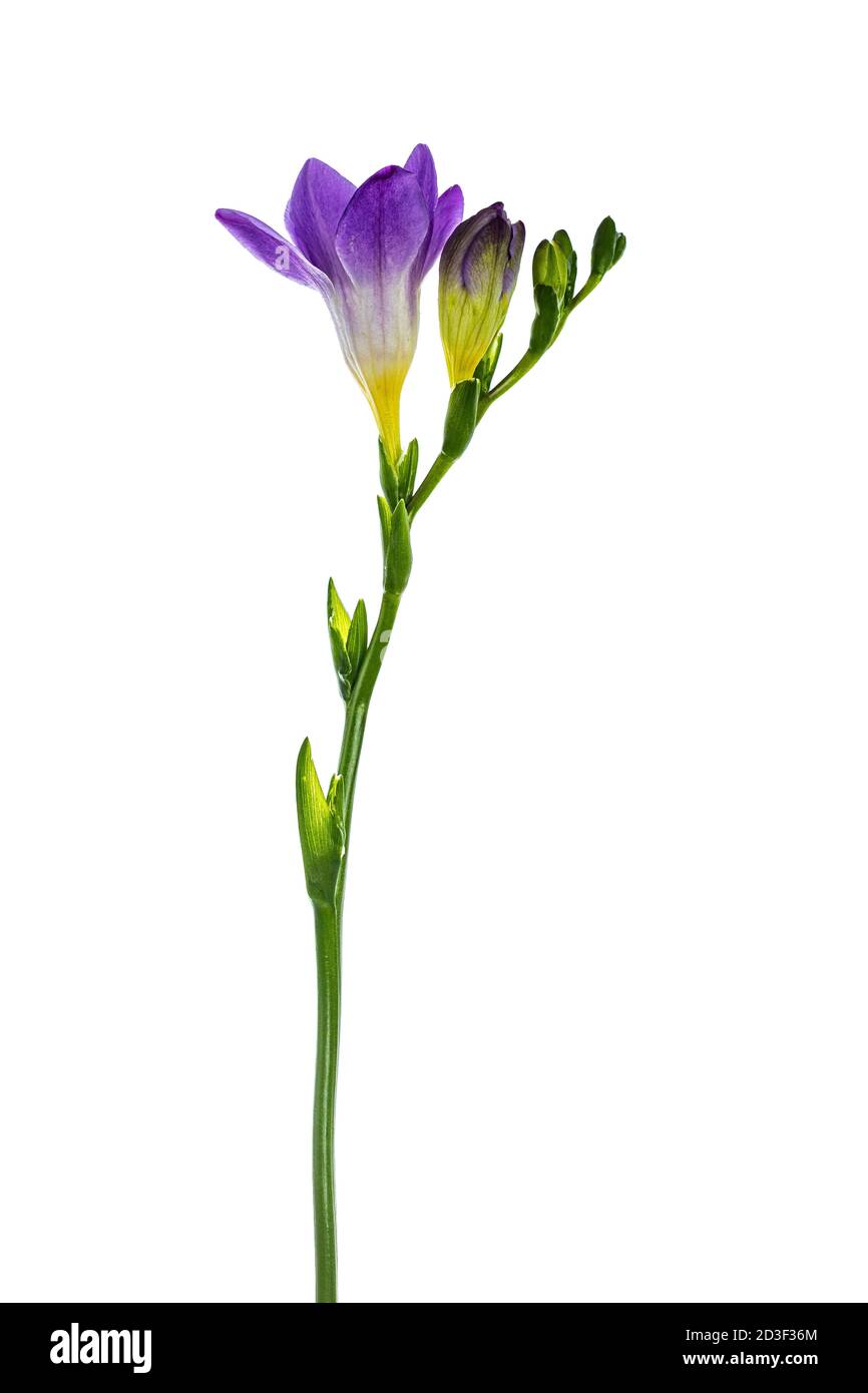 Vista laterale del fiore viola frehsia, isolato su sfondo bianco Foto Stock