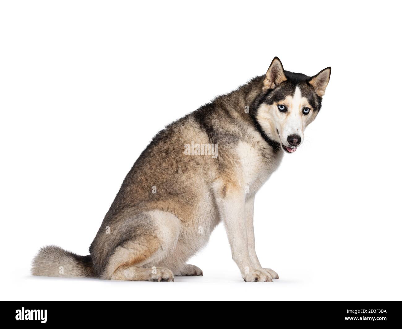 Cane Husky adulto piuttosto giovane, seduto lateralmente. Guardando verso la fotocamera con gli occhi blu chiaro. Isolato su sfondo bianco. Foto Stock