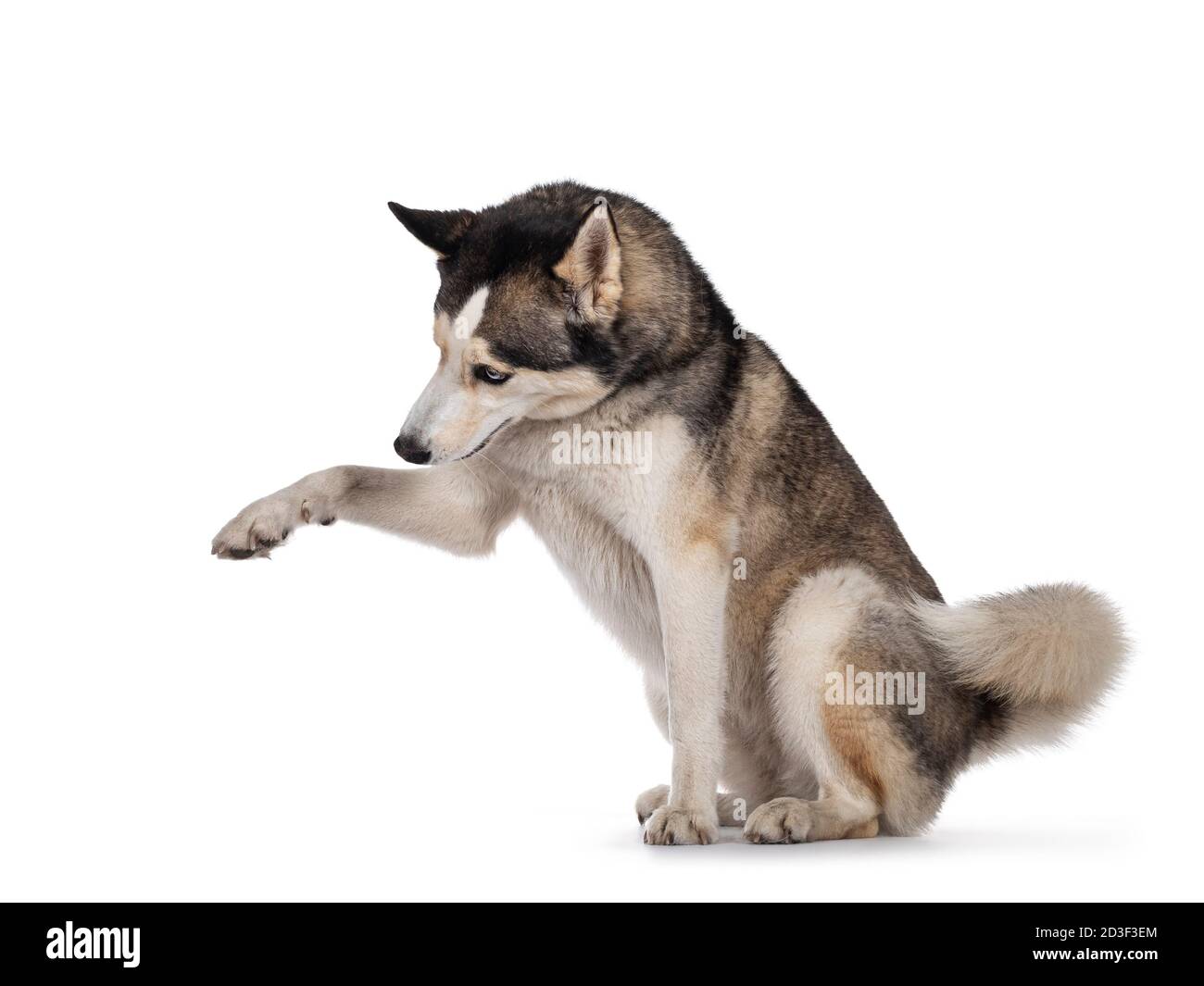 Cane Husky adulto piuttosto giovane, seduto lateralmente. Una zampa verso l'alto, testa verso il basso. Isolato su sfondo bianco. Foto Stock