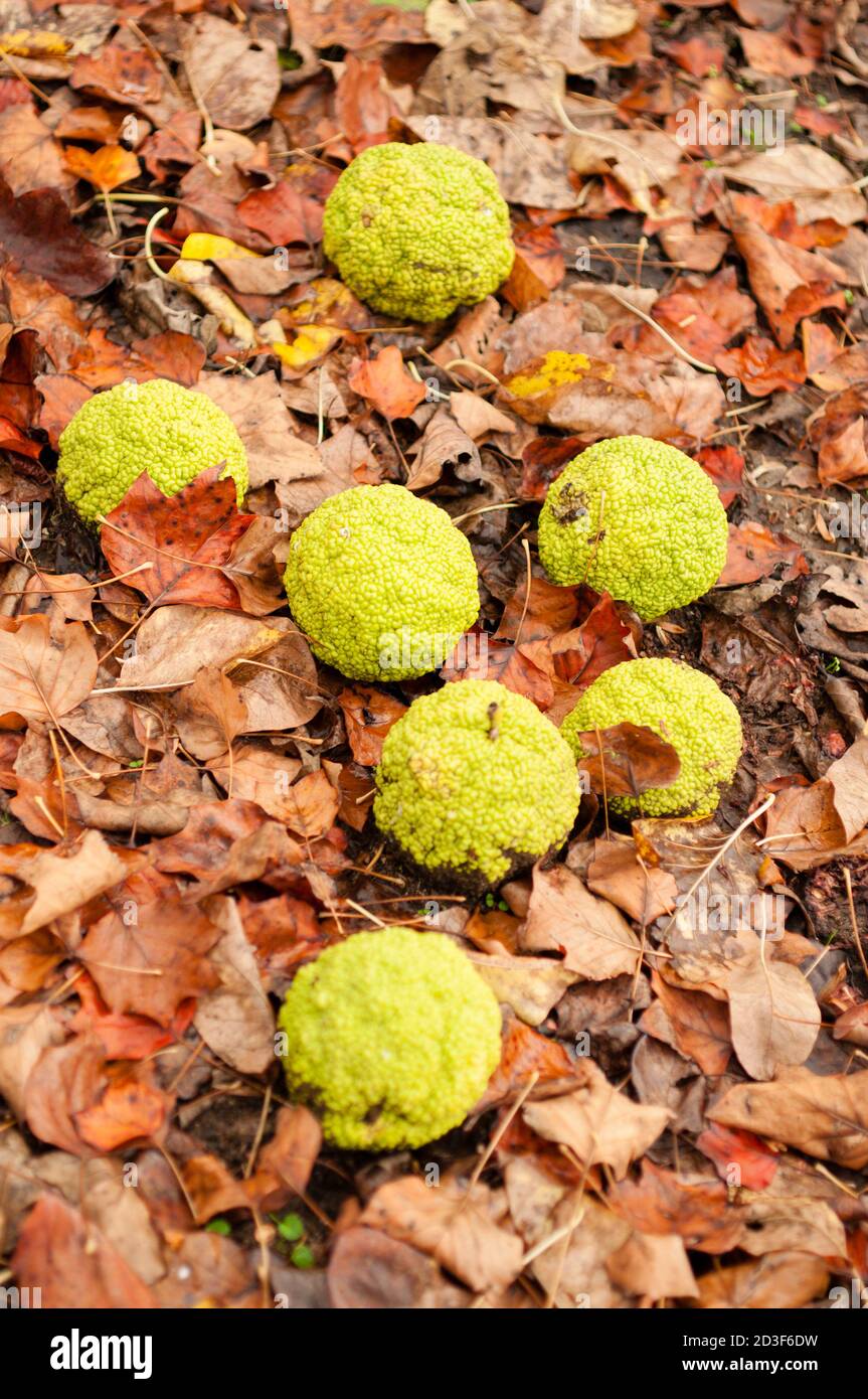 Maclura pomifera tree fruits a terra, comunemente chiamato arancio di oseta, mela siepe, mela cavallo, palla di scimmia. Foto Stock
