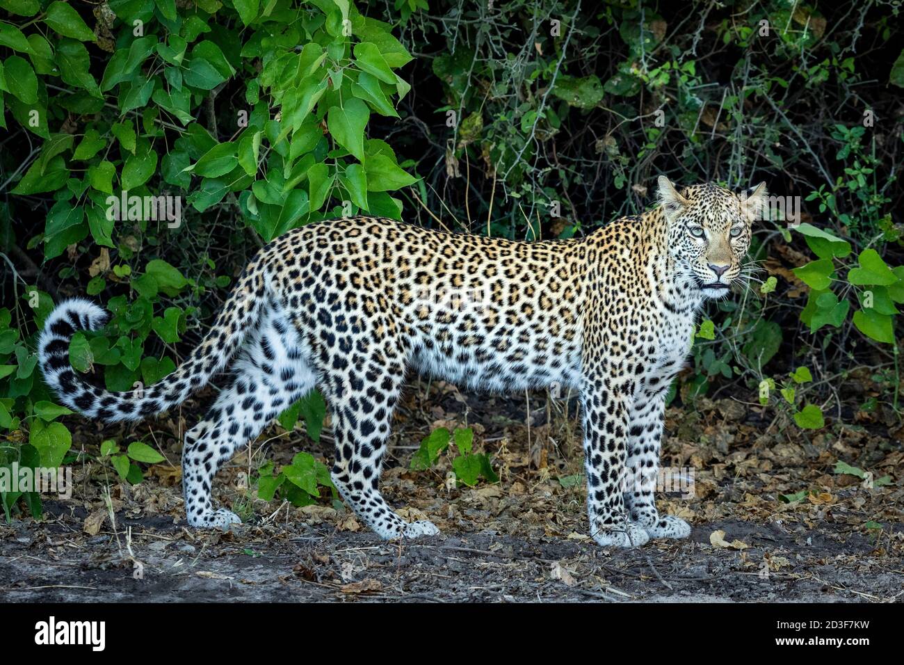 Ritratto orizzontale di un leopardo adulto in piedi da una macchia verde Nel fiume Chobe in Botswana Foto Stock