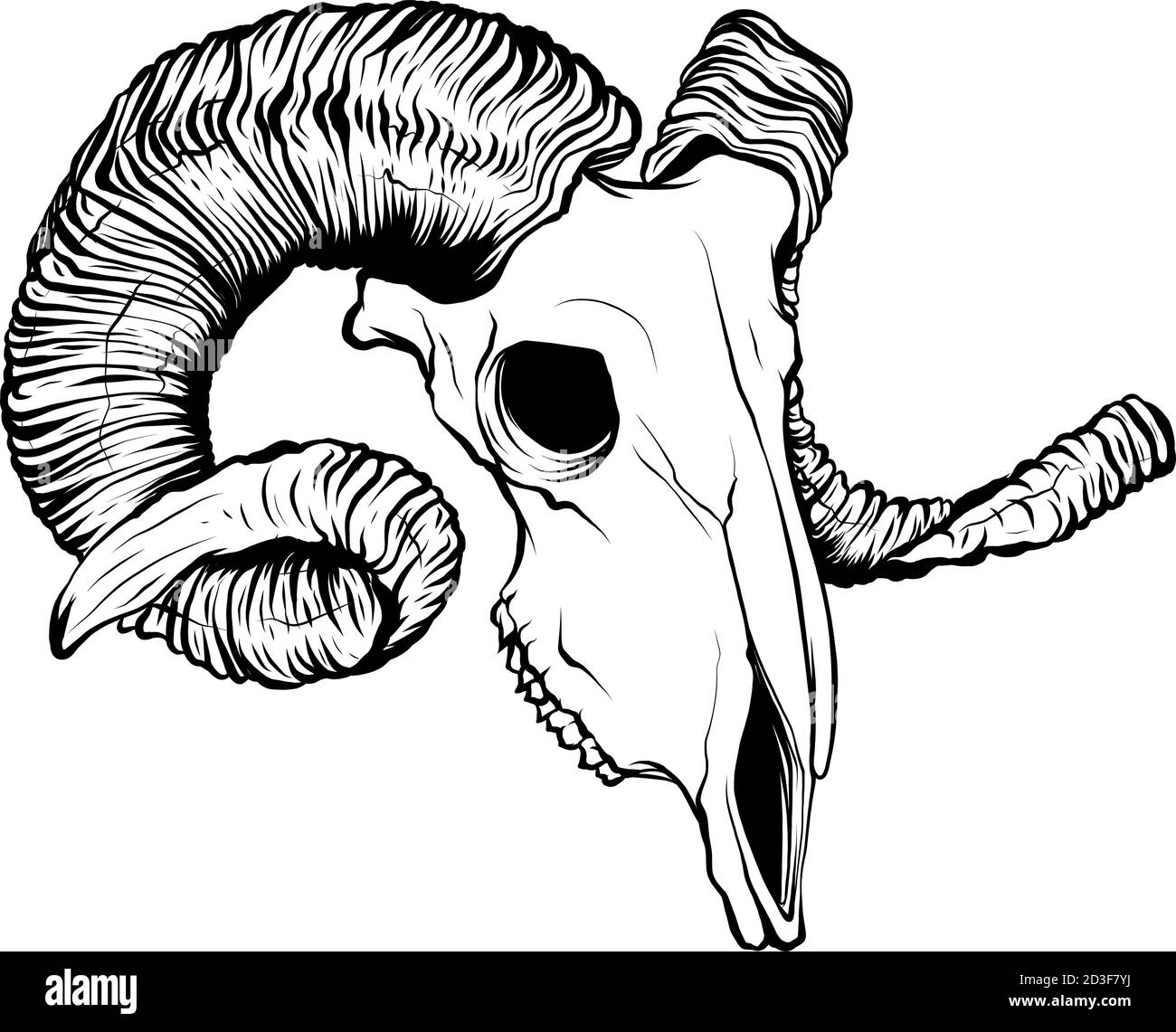 Illustrazione con teschio di capra. Disegnato a mano. Vettore. Illustrazione Vettoriale